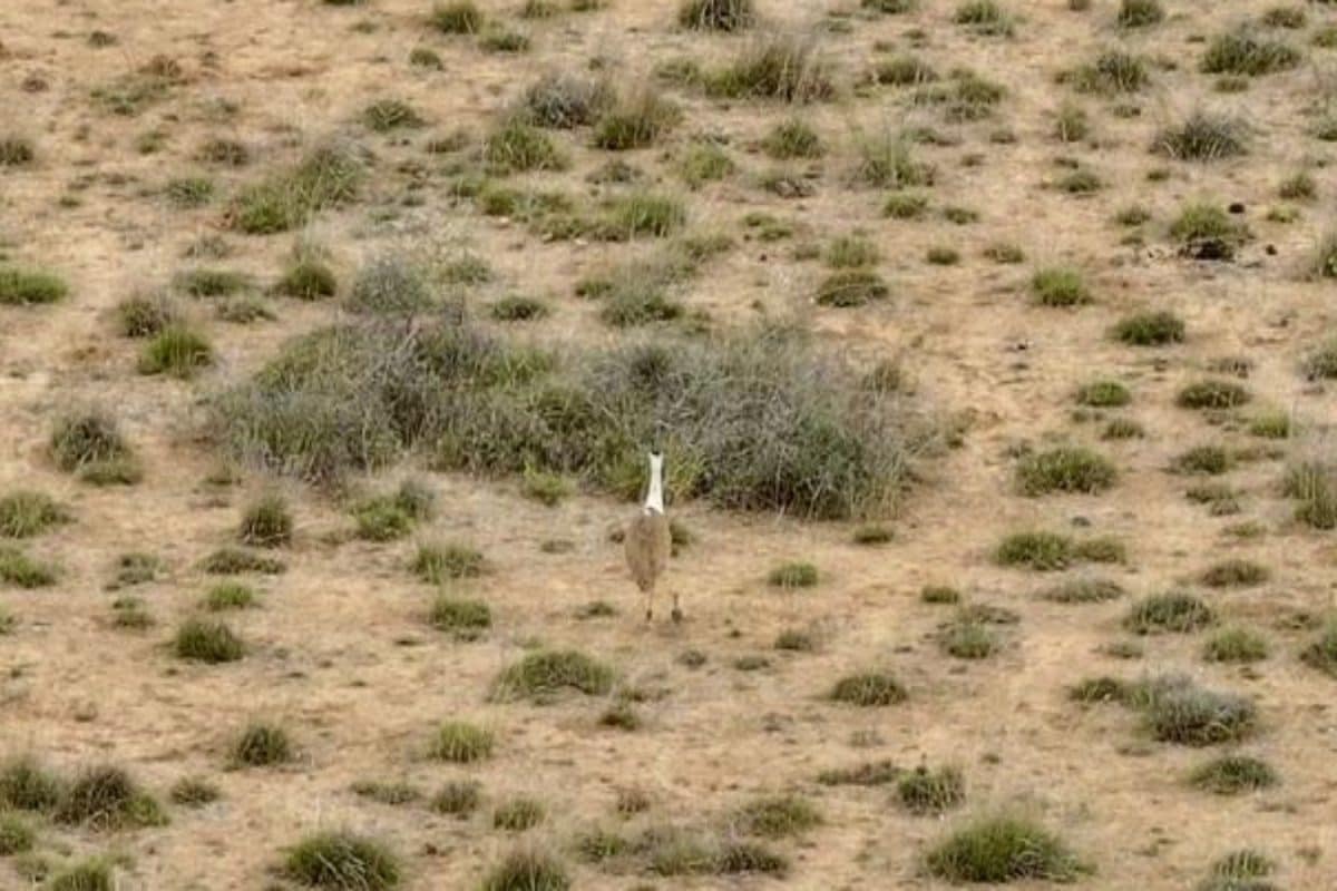 From Rajasthan To Kutch: GIB Chick Hatches In Gujarat After 10 Years In Rare Conservation Effort