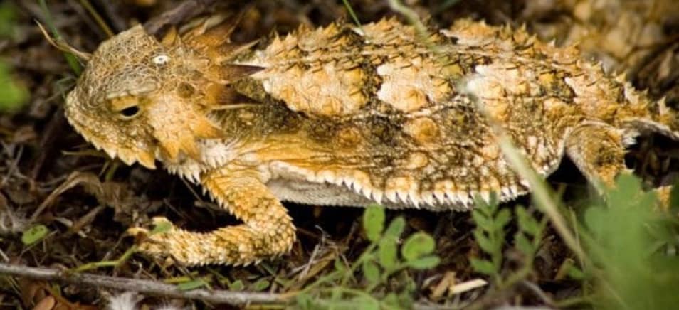 السحالي المقرنة تطلق الدم من عيونها: عندما يقترب منها مفترس، تمتلك سحلية تكساس المقرنة آلية دفاعية مروعة. إذ يمكنها زيادة ضغط الدم في رأسها حتى تتمزق الأوعية الدموية حول جفنيها، فتطلق تيارًا من الدم ذي مذاق كريه على المهاجم.