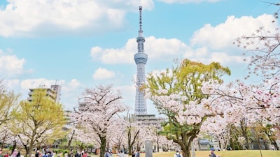 From riverside sakura to skyline views, this Asakusa to TOKYO SKYTREE walk captures Tokyo in full bloom 