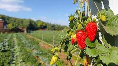 With the harvest season gradually winding down, the coming weeks offer one of the best opportunities to experience Mahabaleshwar at its most vibrant.