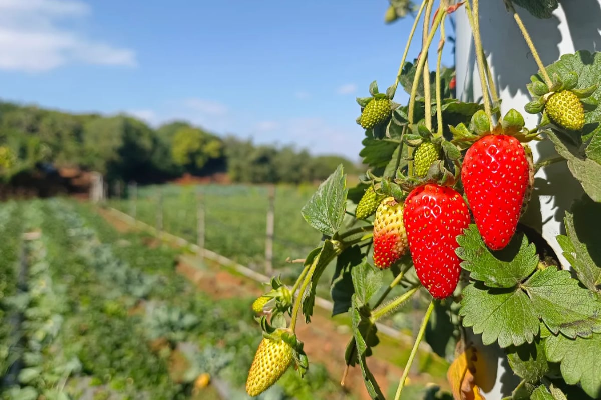 Strawberry Season In Mahabaleshwar Is Ending Soon: These Luxury Staycations Are Worth Booking Now
