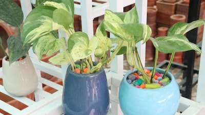 10 Best Balcony Vines For Indian Weather