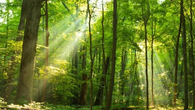 International Day of Forest 2026 theme is Forests and Economies. (Image: Shutterstock)