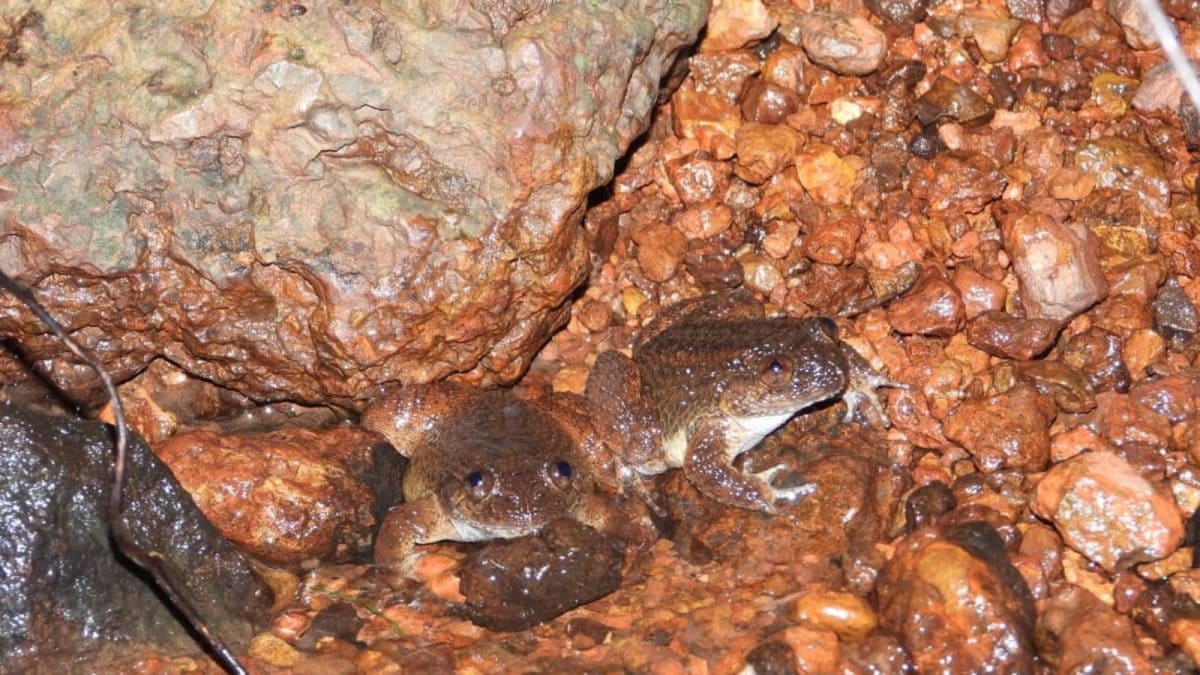 A ‘Tock’ Near Karnataka’s Kali River Led Experts To A Frog No One Knew About