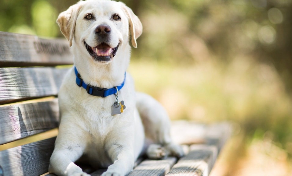 Labrador Retriever: Despite their large size, Labrador Retrievers are widely available, keeping initial costs lower than exotic breeds. They are popular easy guards with short coats. Provided they exercise regularly to prevent obesity, their strong genes usually lead to healthy, low-complication lives.