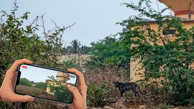 Sources said that due to continued pressure from residents, officials were compelled to install a cage trap at the location as a precautionary measure. (Image: Local18, News18)