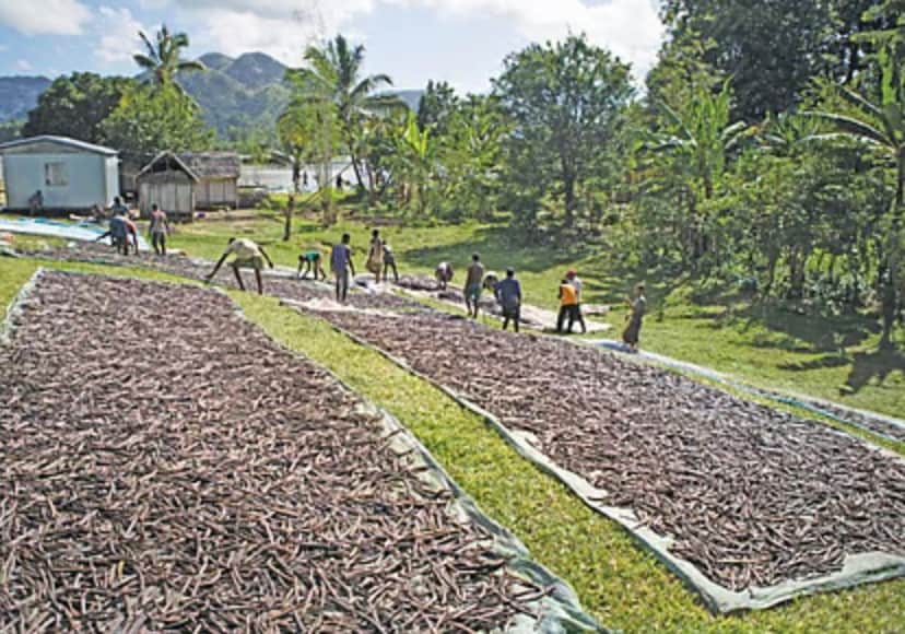  Madagascar is the world’s leading vanilla producer, often contributing over half of the global natural supply. The northeastern part of the country, particularly the Sava region, is the main cultivation hub, thanks to its ideal climate for growing high-quality vanilla.