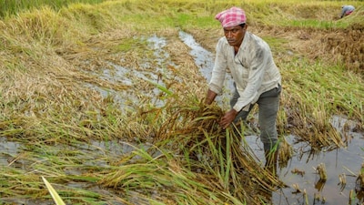 With the rabi harvest currently underway, the unseasonal precipitation and hail could damage crops both in the field and post-harvest. (Representational Image)