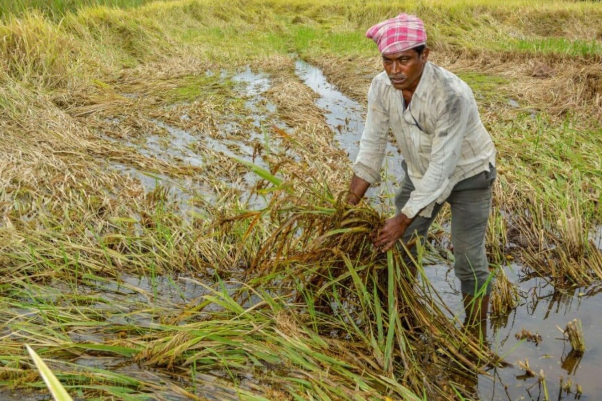 From Annadatas To Urjadatas: How India’s Ethanol Blended Petrol Push Has Fuelled Farmer Income Boost