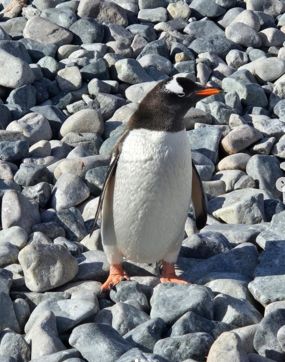 طيور البطريق الأديلي الذكور تتقدم لخطبة الإناث بالحصى: في القطب الجنوبي المتجمد، تُعتبر الحصى عقارات ثمينة. يتقدم ذكور البطريق الأديلي لخطبة الإناث بتقديم أنعم وأجمل حصاة يجدونها. إذا قبلت الأنثى الهدية، يستخدمانها لبناء عشهما معًا.
