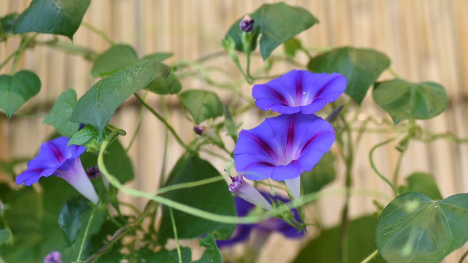 Morning Glory: Morning Glory is a fast-climbing annual vine that provides quick coverage with heart-shaped leaves, helping reduce heat by shading balcony areas, and its bright, trumpet-shaped flowers bloom daily, adding beauty while naturally cooling your living space.