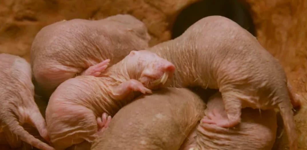 تتغذى فئران الخلد العارية على "براز الملكة": في مستعمرة فئران الخلد العارية، تتكاثر الملكة فقط. ولجعل الإناث الأخريات يساعدنها في رعاية صغارها، تطعمهن برازها. تعمل الهرمونات الموجودة في فضلاتها على "برمجة" الفئران الخاضعة لتصبح مربيات أطفال متفانيات وحنونات.