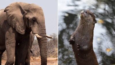 Nature's Unsung Heroes: These Animals Keep Our World In Balance, Find Out How