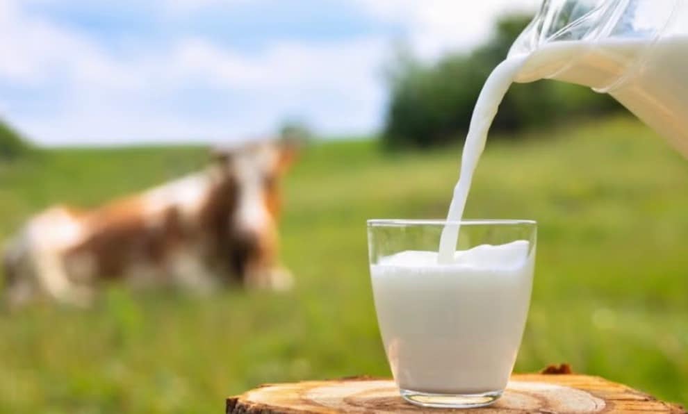 People in Denmark consume nearly 395 kilograms of milk per person each year, making it the highest in the world. This figure far exceeds the global average and highlights Denmark’s deep-rooted dairy culture and its highly developed dairy industry.