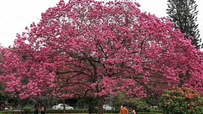 If you want pink-hued, Instagram-ready shots, start in Bengaluru, explore Hyderabad’s and Mumbai’s pockets of beauty, check out Dehradun’s hill charm, and remember Shillong for the authentic cherry blossom experience. (PTI)