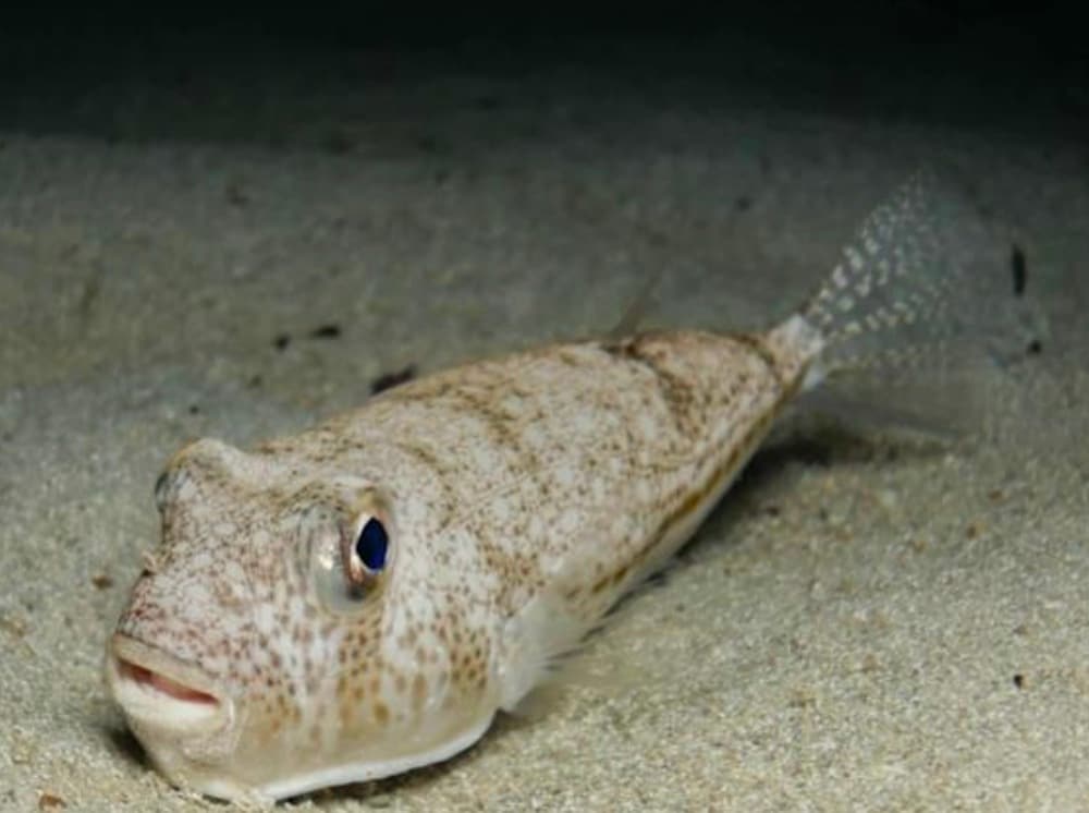 سمكة البخاخ تُنشئ ما يُشبه "دوائر المحاصيل" تحت الماء: تُعتبر ذكور سمكة البخاخ ذات البقع البيضاء فنانين بارعين. لجذب الأنثى، يقضون أيامًا وهم يُرفرفون بزعانفهم في الرمال لرسم أنماط دائرية هندسية مثالية. تُعدّ هذه "الدوائر" بمثابة موقع تعشيش ولفتة رومانسية رائعة تتطلب جهدًا كبيرًا.