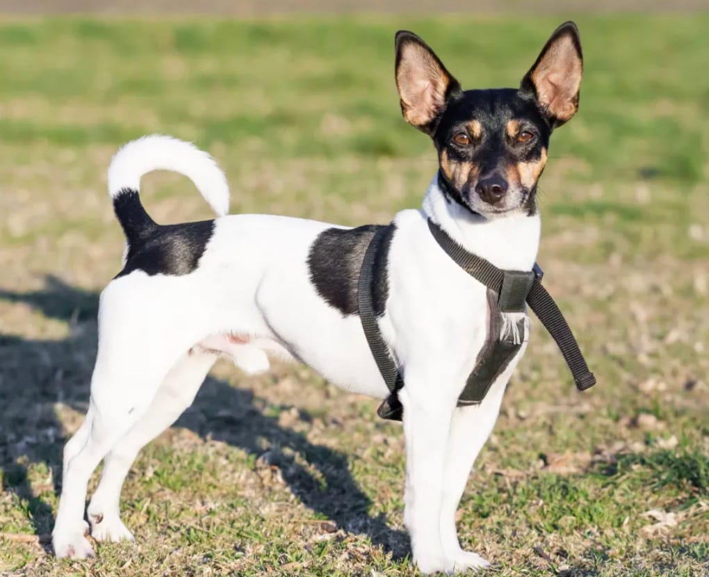 Rat Terrier: Bred for farm work, they are exceptionally hardy and long-lived, often reaching 18 years. This long lifespan, combined with a neat coat that sheds little, makes them a cost-effective choice for families who want a healthy small to medium-sized companion.