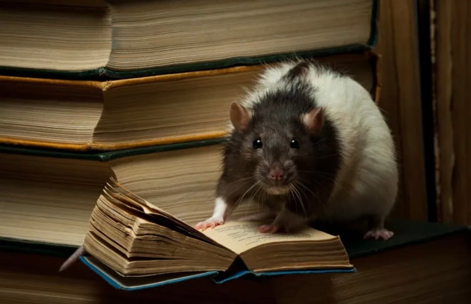 Mice: Mice have an uncanny ability to sense structural weaknesses or impending geological shifts. History is full of stories of rats escaping from ships or mines shortly before they sank or collapsed, likely due to their sensitivity to high-frequency sounds and vibrations.