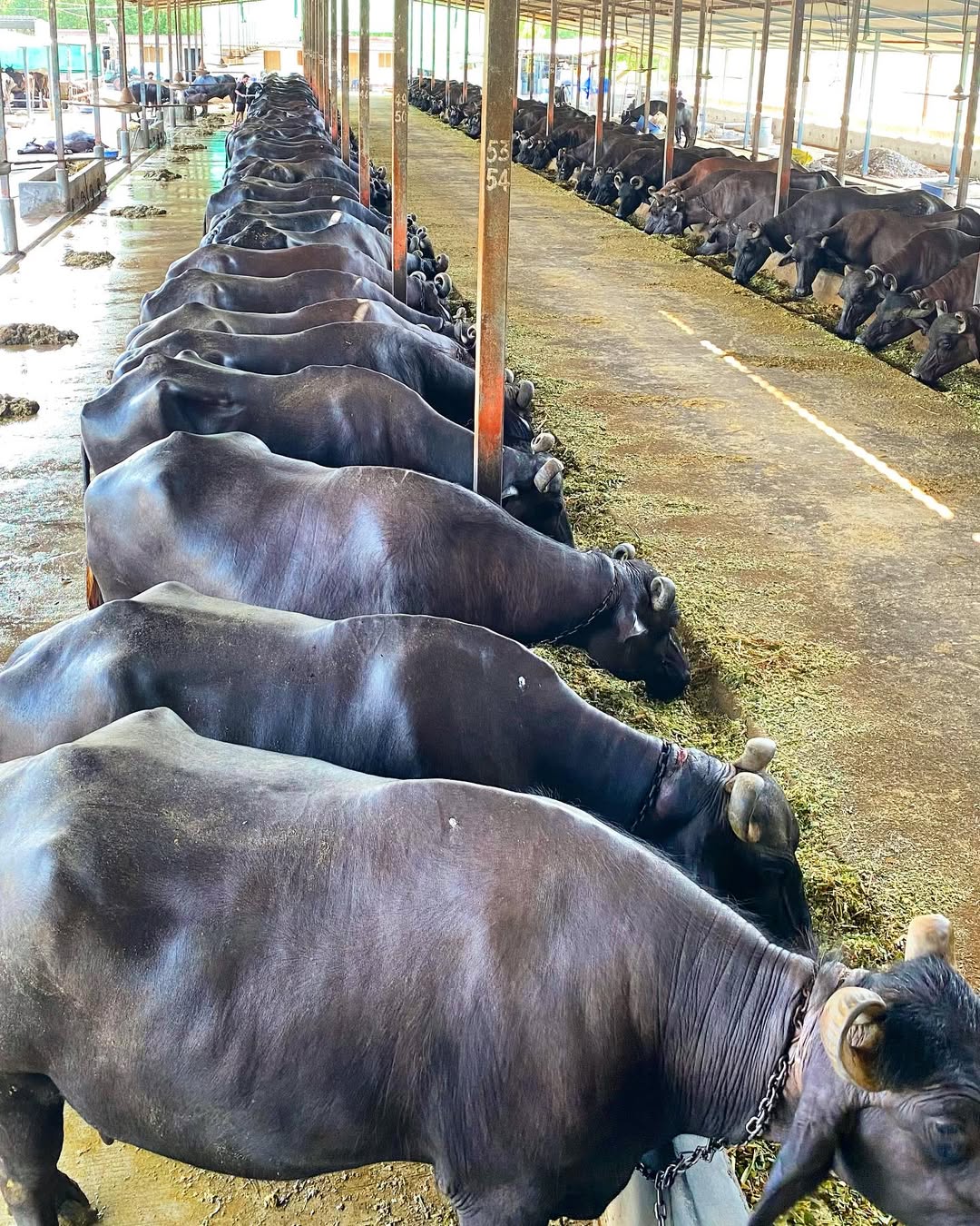 In mid-1940s, dairy farmers in the Kheda district were being exploited by private traders and middlemen who paid pittance for milk while charging consumers high prices. Under the guidance of leaders like Sardar Vallabhbhai Patel and Morarji Desai, the farmers formed a cooperative to cut out the middlemen and take control of their own resources.