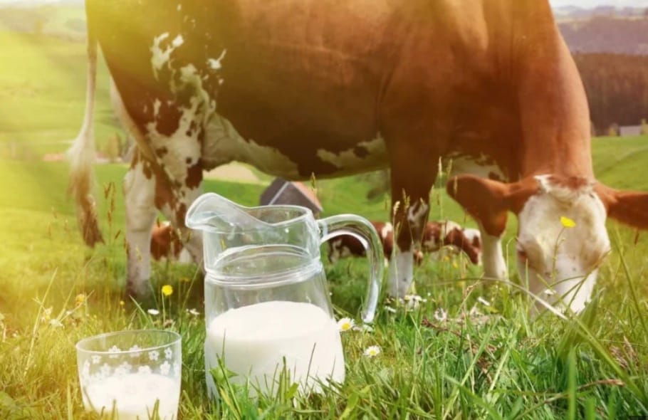 Several European nations also rank among the world’s top milk consumers. Countries like Montenegro, Estonia, Ireland, and Switzerland have high per-capita milk consumption, driven by long-standing dairy farming traditions and the frequent inclusion of milk products in daily diets.