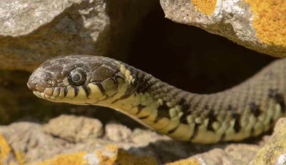 Snakes: Snakes are incredibly sensitive to ground vibrations and can detect an earthquake from up to 75 miles away, up to five days before it happens. Upon sensing danger, they are known to emerge from hibernation even in freezing temperatures.