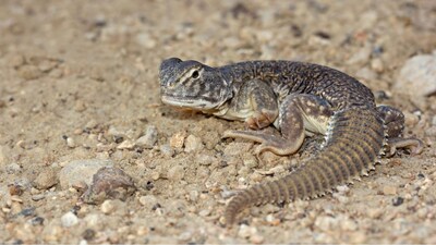 Masters Of The Desert: Reptiles With Astonishing Survival Tactics