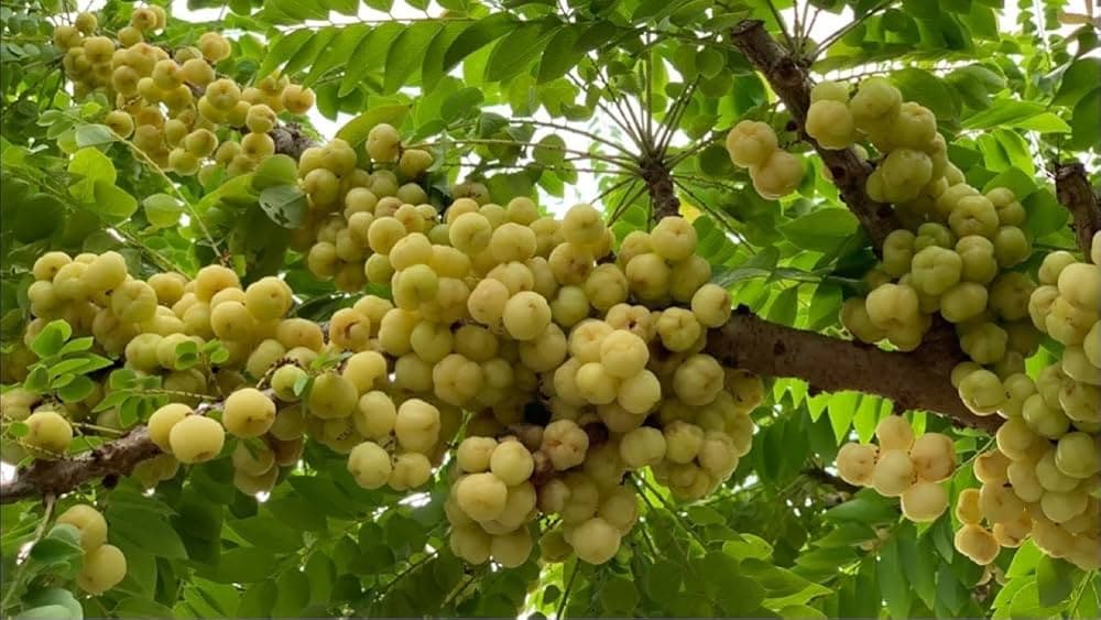10 Wild Fruits Across India And Their Benefits