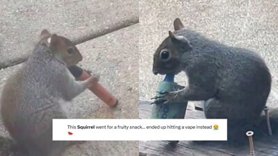 'Absolutely Nuts!' Viral Video Of Squirrel ‘Vaping’ Sparks Outrage On Social Media 