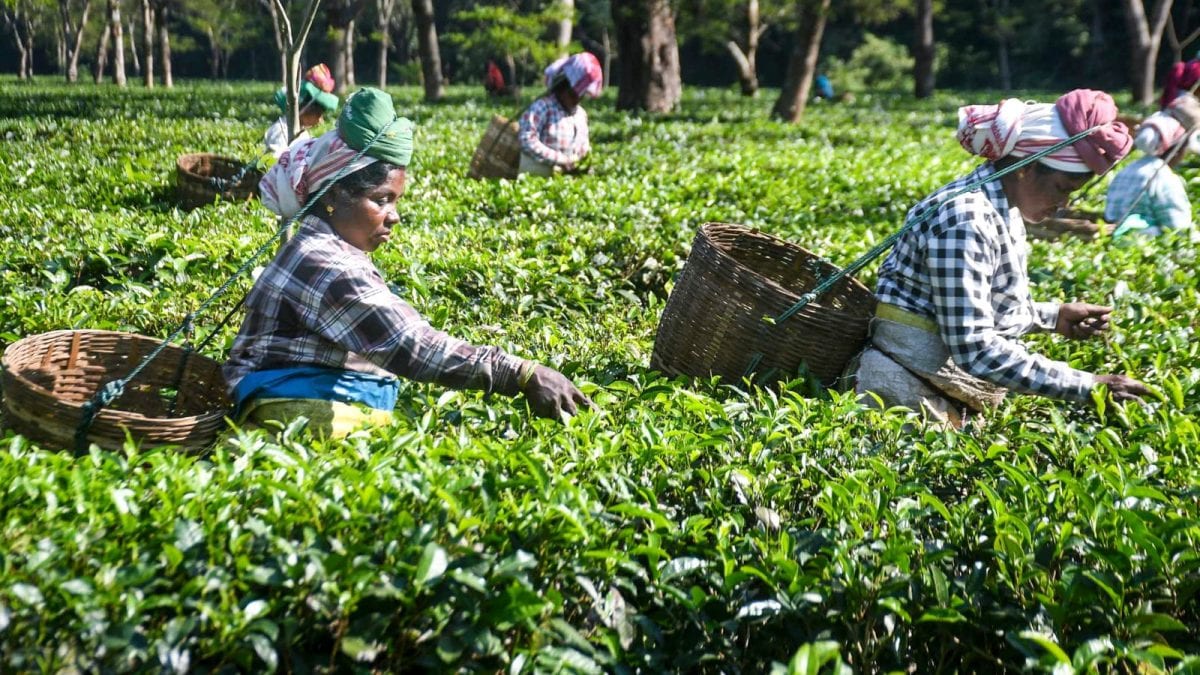 'Chāy' In Conflict: Why Assam Orthodox Tea Exporters Are Worried About Iran's Favourite Comfort Drink