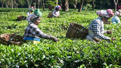 Often regarded as Iran's comfort beverage – and the second cheapest drink after water – the Assam Orthodox tea holds a special place in the country’s market. (Image for representation: PTI/File)