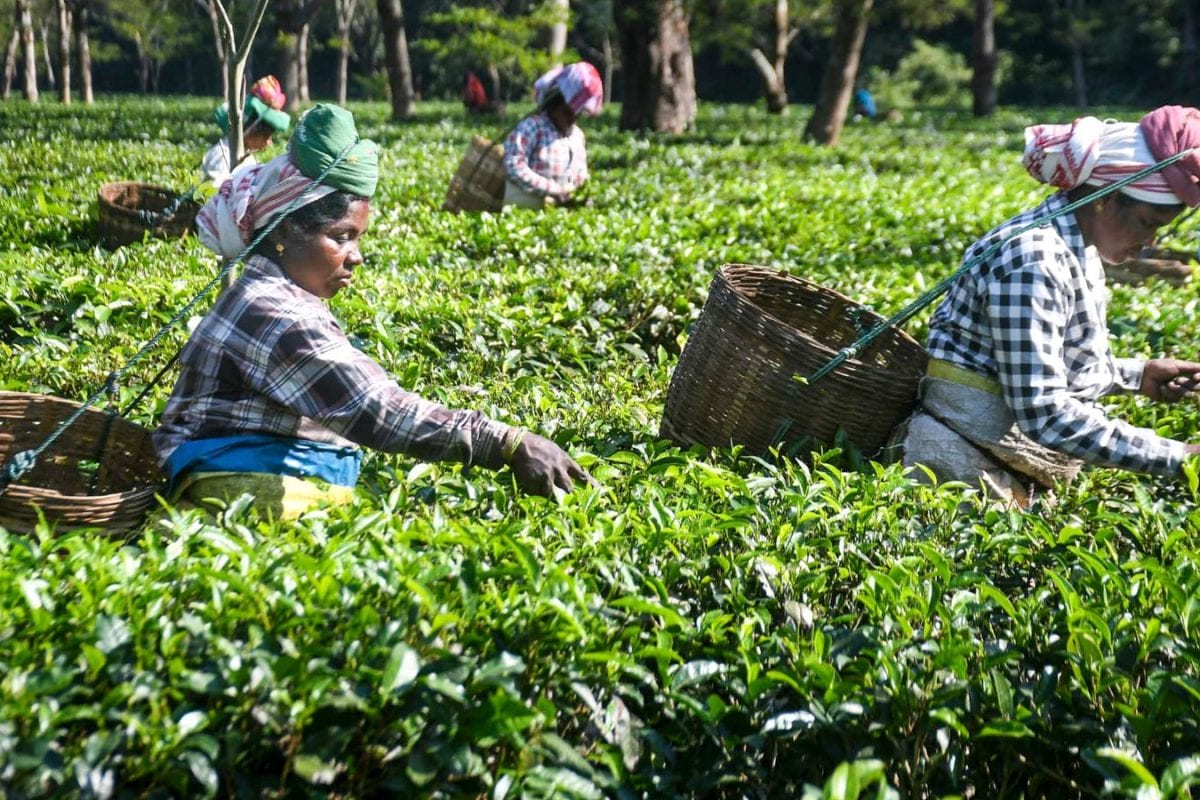 ‘Chāy’ In Conflict: Why Assam Orthodox Tea Exporters Are Worried About Iran’s Favourite Comfort Drink