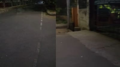 The delivery man throws pieces of bread on the road which the dogs begin eating. (Photo Credit: Instagram)