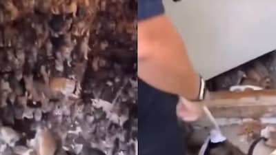 Animal control teams had to remove the cats. (Photo Credit: Instagram)