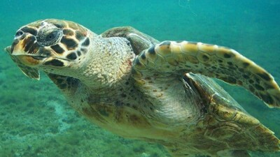 Jellyfish make up the main food source for leatherback turtles. (Photo Credit: X)