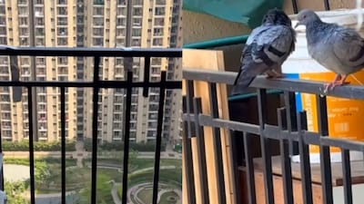 The foil reflects sunlight into the pigeons’ eyes, making the spot uncomfortable. (Photo Credit: Instagram)