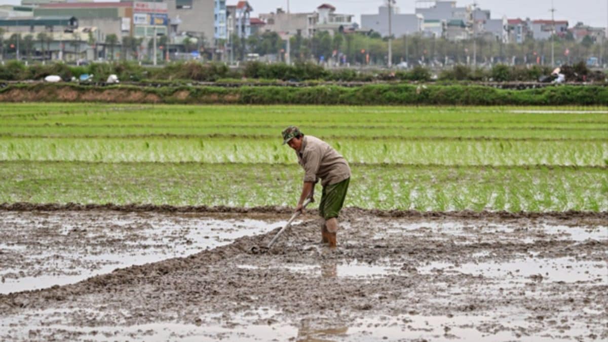 War In Iran Threatens Global Food Security, Report Says These Nations Are At Risk Of Instability