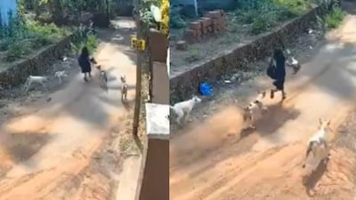 Nearly 10 stray dogs were part of the attack. (Photo Credit: X)