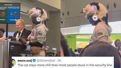 Internet Loses It After Flier Sneaks Cat Into Airport By Pretending It Is A Hat: 'Teach Me Your Ways' 