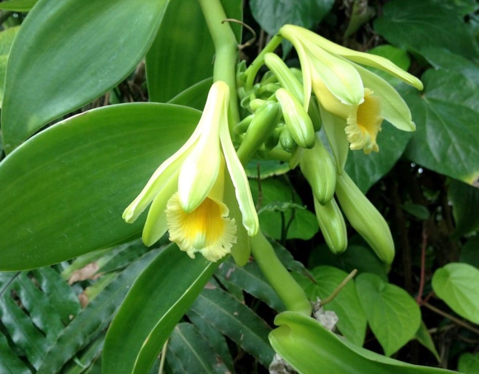  Vanilla farming is highly labor-intensive, as every flower must be hand-pollinated due to the absence of its natural pollinator in Madagascar. Once harvested, the beans undergo a months-long curing process, which develops their rich flavour, aromatic fragrance, and increases their market value.