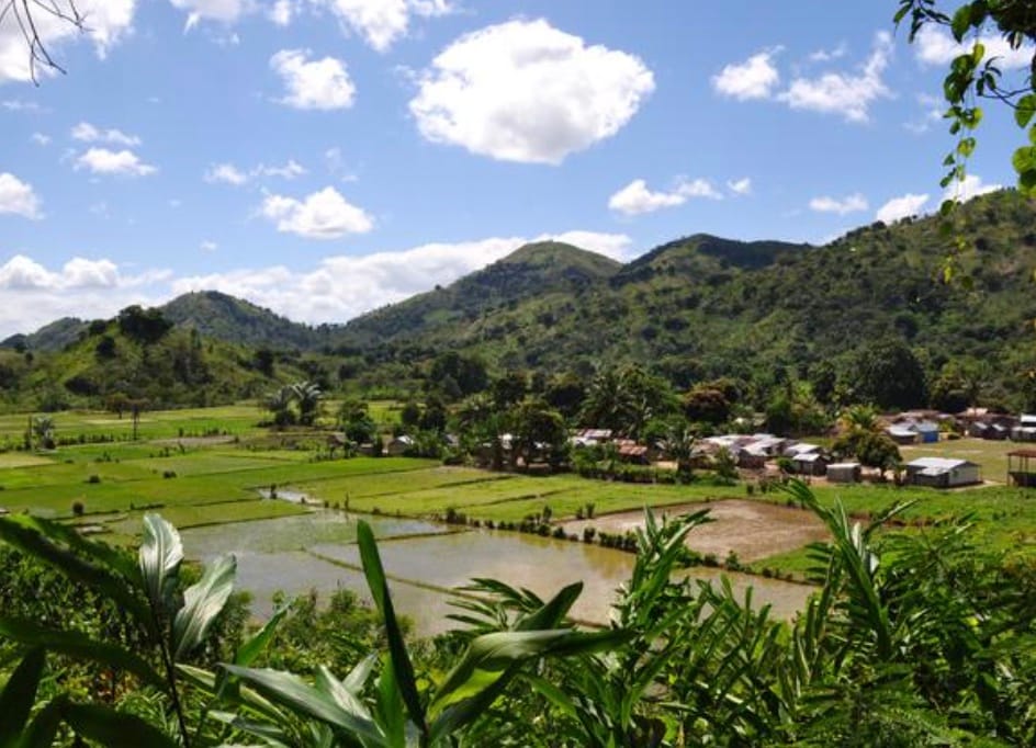 Vanilla thrives in warm temperatures, high humidity, and consistent rainfall—conditions that Madagascar’s tropical climate provides perfectly. Fertile soil, natural shade from taller trees, and careful cultivation practices all help produce high-quality vanilla beans.