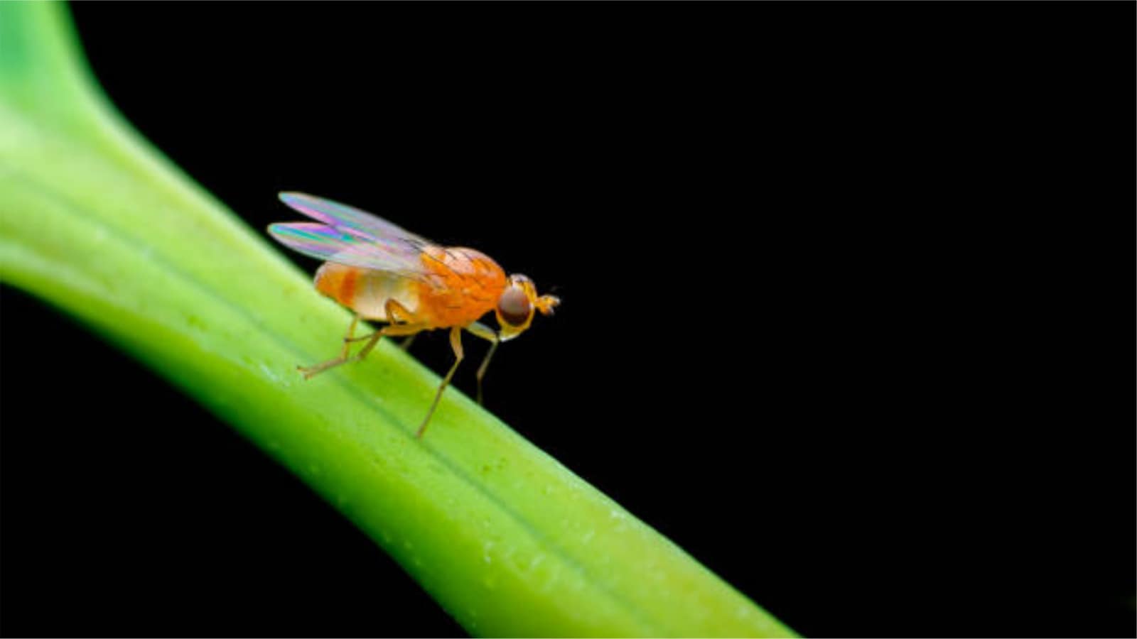 Drosophila: Drosophila are widely used in scientific research because of their rapid life cycle. Many fruit flies live for only 40 to 50 days. Their short lifespan allows scientists to quickly study genetics, evolution, and biological processes across multiple generations.