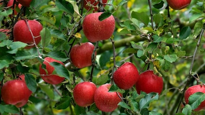 GK: Which City Is Known As The Apple Capital Of India?