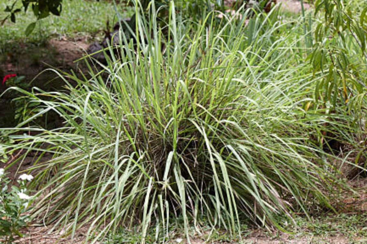 10 Plants That Will Protest Your Home From Snakes