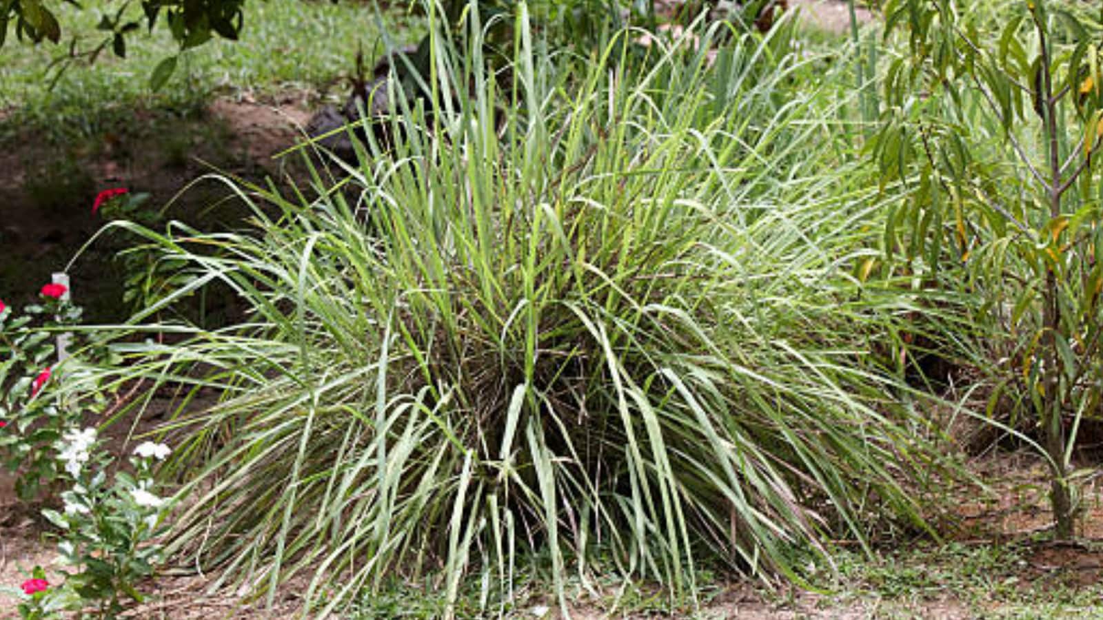 Citronella Grass: Commonly known as the "Mosquito Plant," this grass contains the natural oil used in outdoor candles. While it grows large, a small indoor pot near an entryway can help mask the scents that attract mosquitoes into your living space.