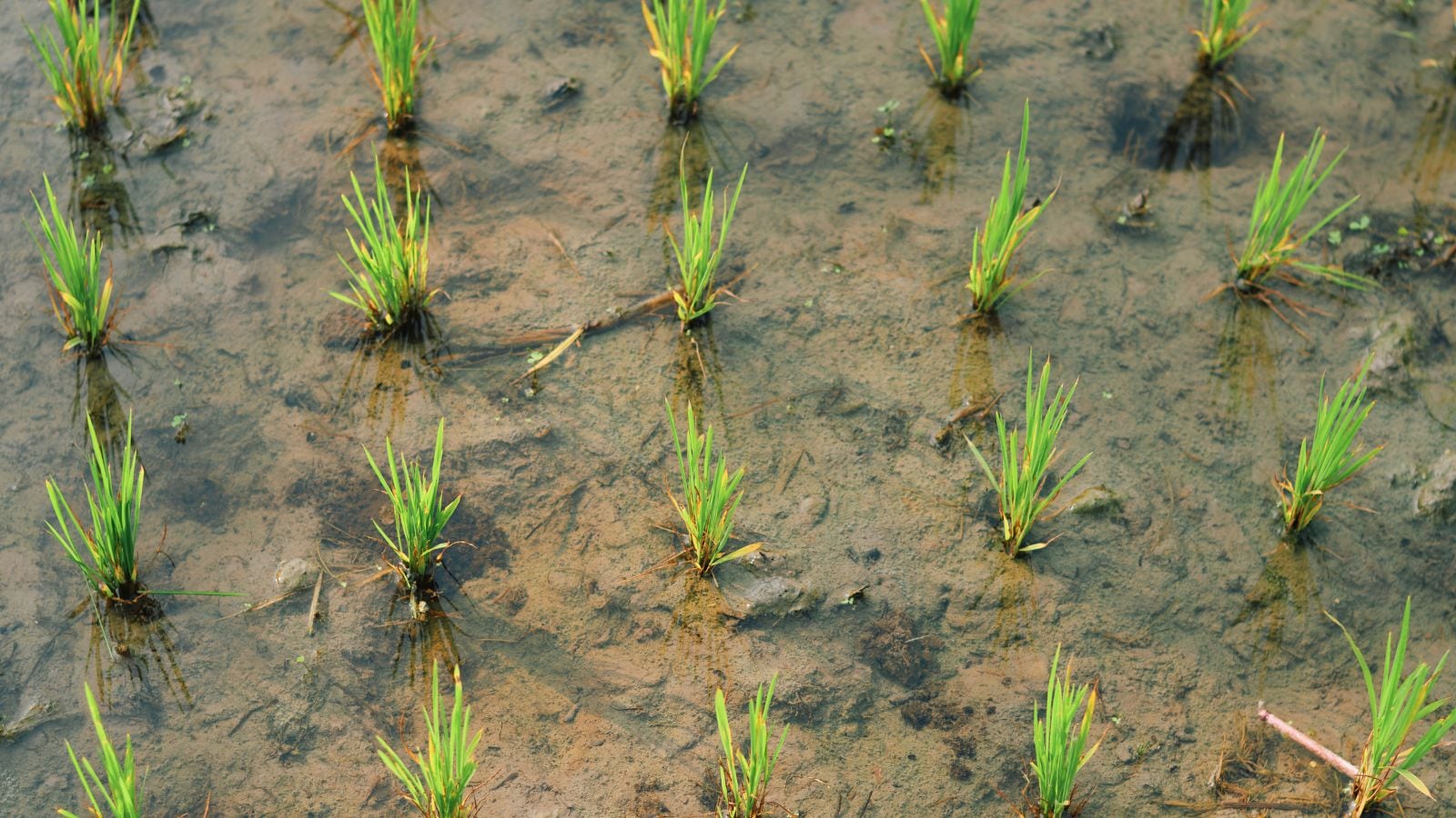 GK: Which State Is Called The Rice Capital Of India?