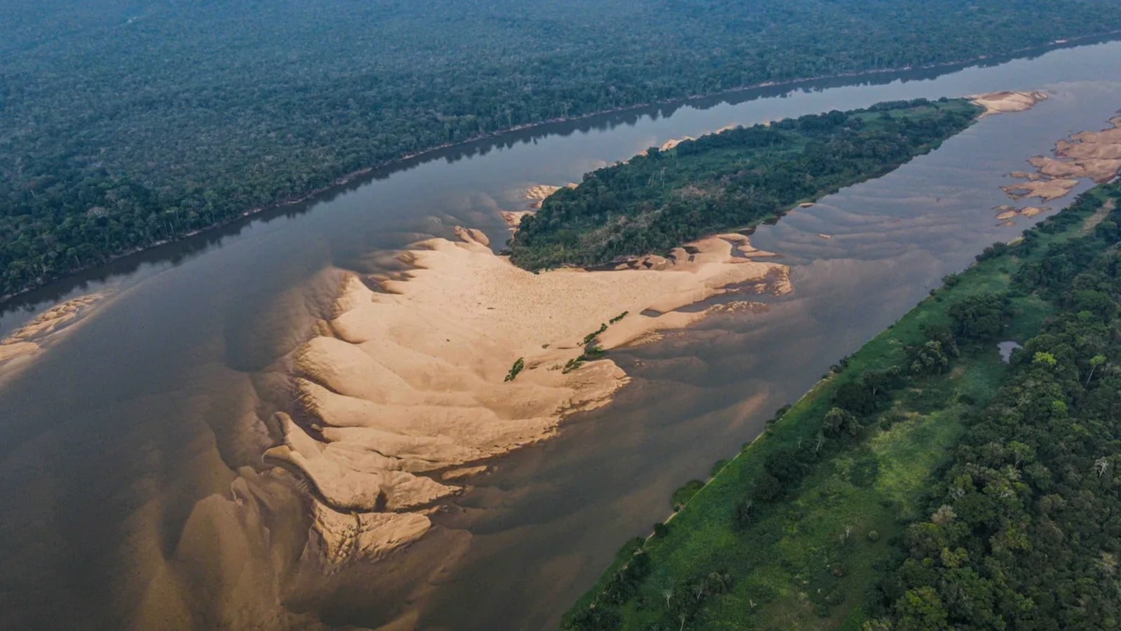 Over 41,000 Giant River Turtles In Single Nesting Site Without Touching ...