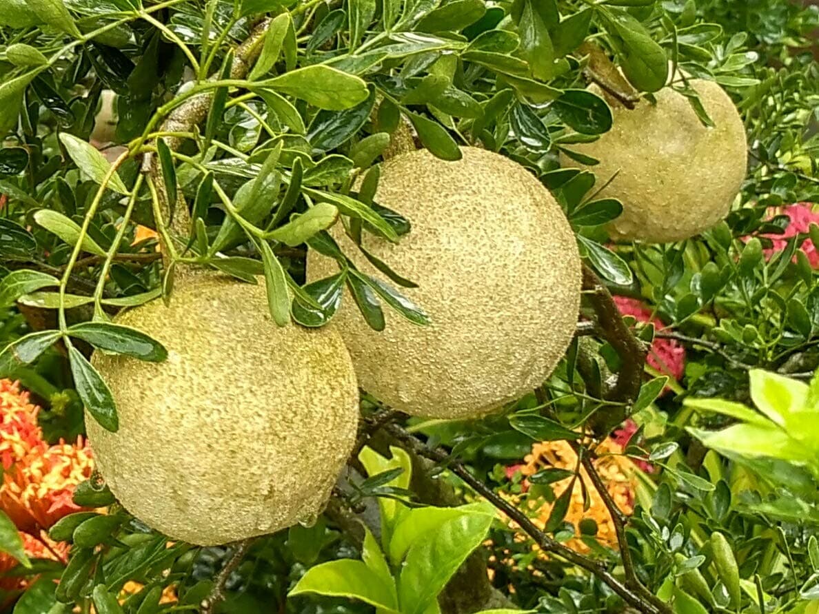 10 Wild Fruits Across India And Their Benefits