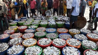 Fish prices have surged in Chennai’s Kasimedu market due to reduced supply from fewer boats and rough seas. (Sundaravadivel E/ Local18)