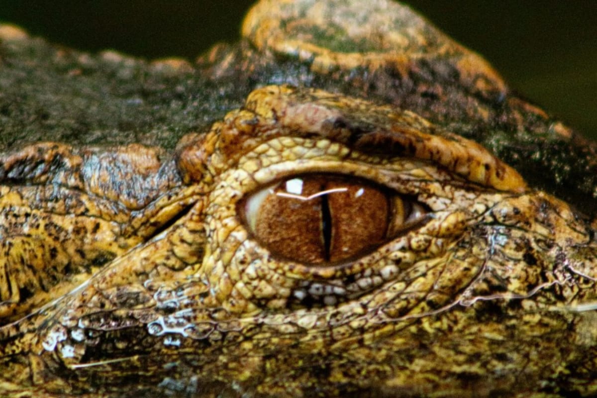 Too Hot To Incubate? Nile Crocodiles Hatch On Their Own In French Reserve