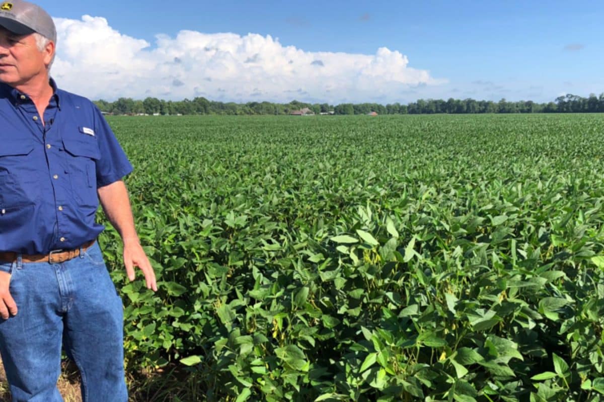 US Farmers Flag Fertiliser Crunch Amid West Asia War, Write To White House